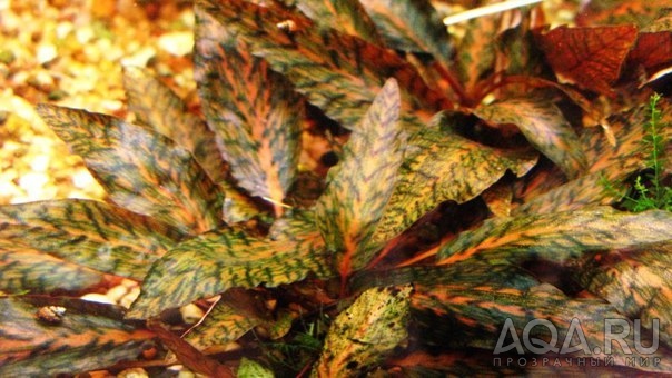 Cryptocoryne nurii 