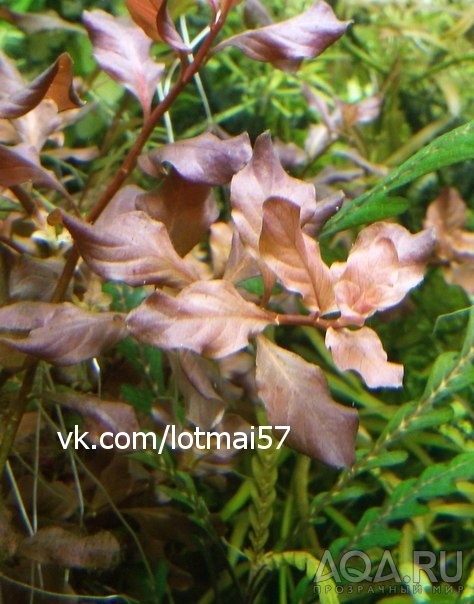 Людвигия овальная розовая (Ludwigia Ovalis Pink)