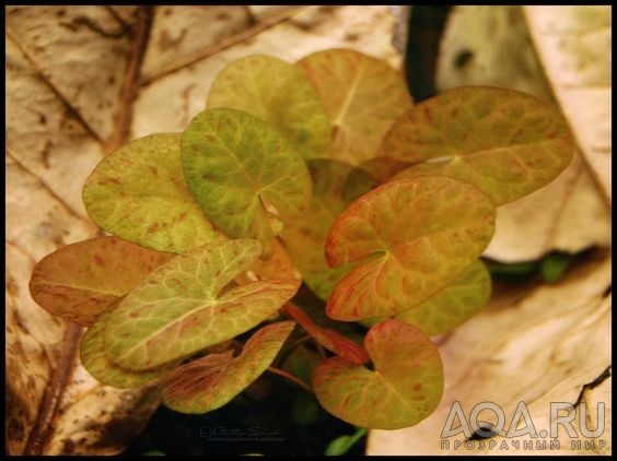 Нимфея карликовая Сантарэм (Nymphaea sp. Dwarf Santarem)