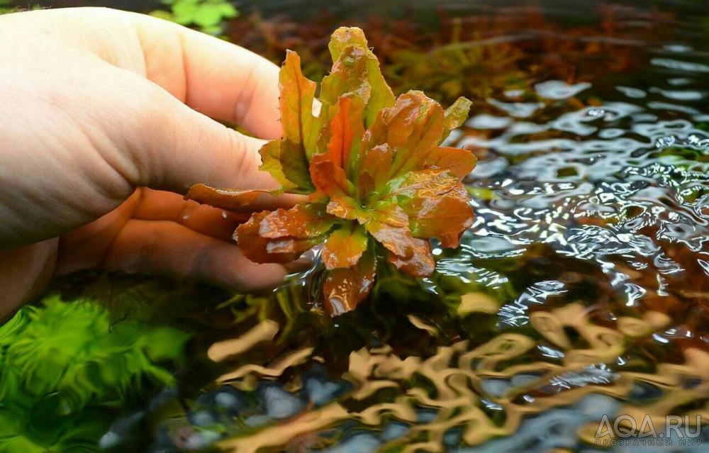 Людвигия Пилоса (Ludwigia Pilosa / Ludwigia Sphaerocarpa)