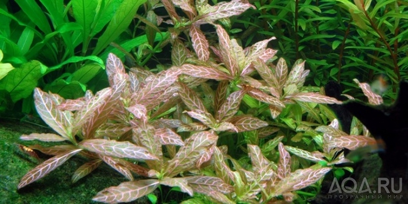 Гигрофила многосеменная мраморная (Hygrophila polysperma Rosanervig)