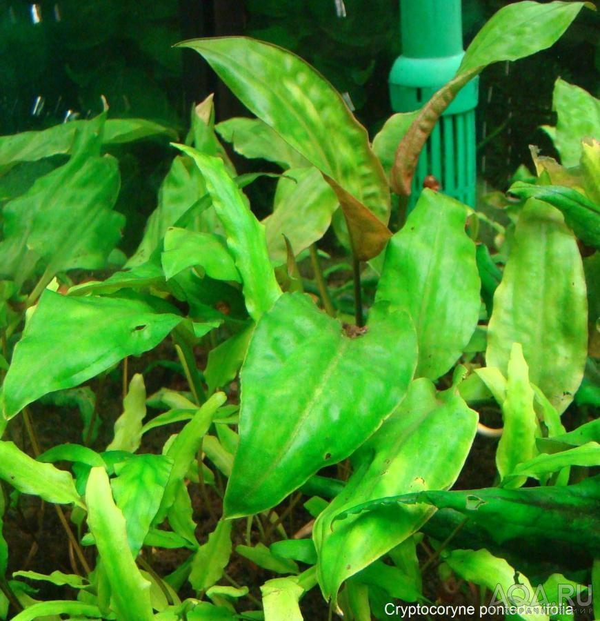 Cryptocoryne pontederiifolia