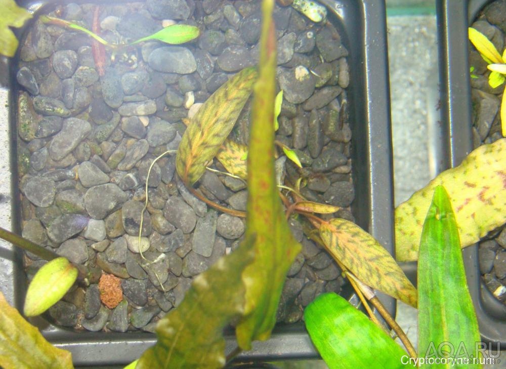 Cryptocoryne nurii