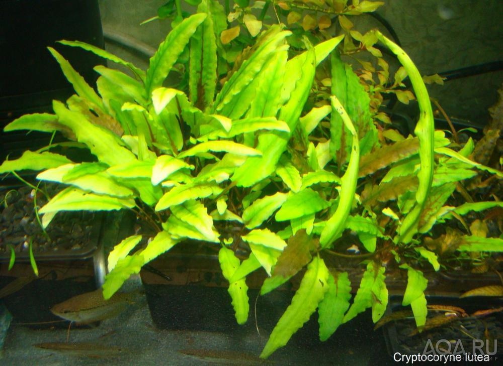 Cryptocoryne lutea