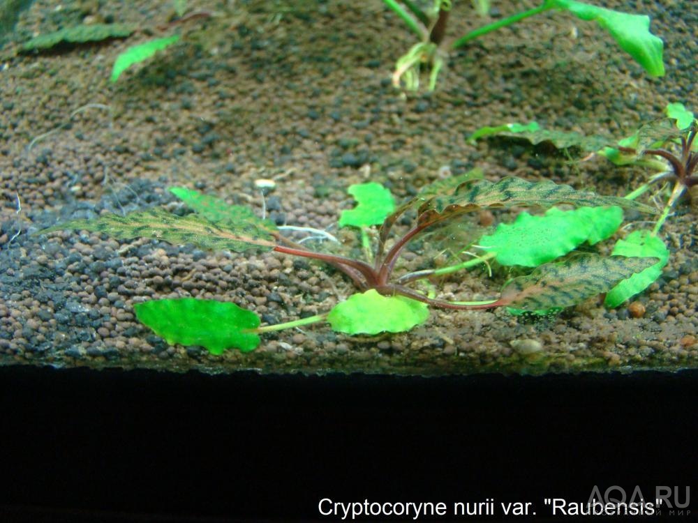 Cryptocoryne nurii var. Raubensis