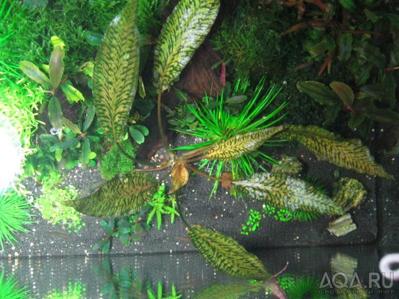 Cryptocoryne striolata, Sarawak, \"Tiger Stripe\"