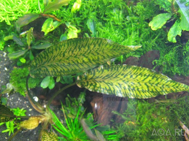 Cryptocoryne striolata, Sarawak, \"Tiger Stripe\"2