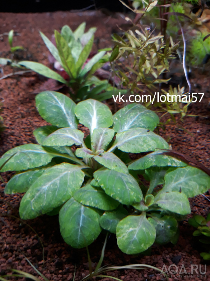 Лобелия пурпурная мини (Lobelia cardinalis mini)