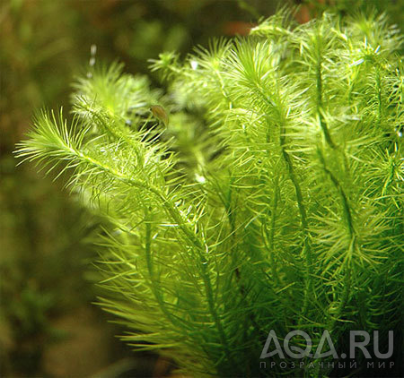 Маяка речная (Mayaca fluviatilis)