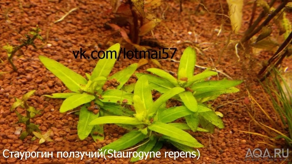 Стаурогин ползучий(Staurogyne repens)