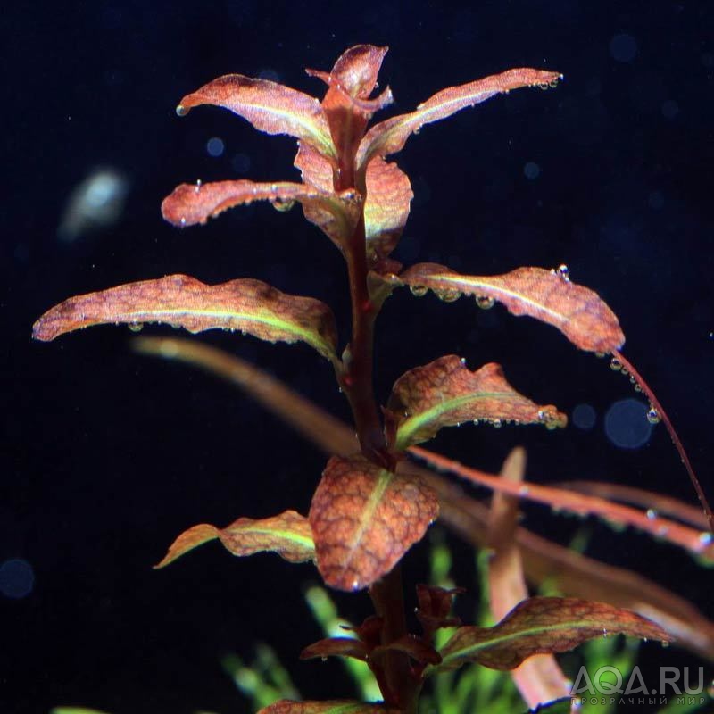 Людвигия сенегальская (Ludwigia senegalensis)