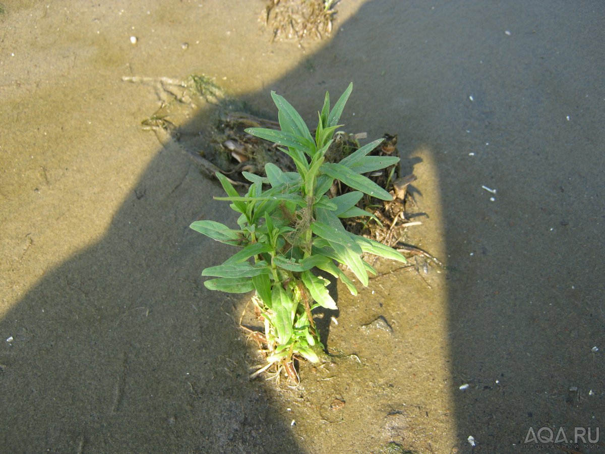 polygonum2