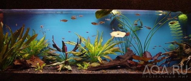 Мой домашний аквариум