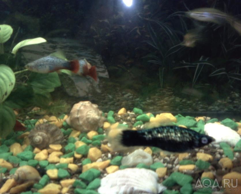 black_swordtail