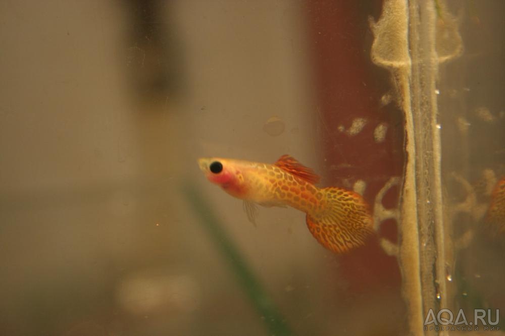 Endlers Glass Belly Red Lace