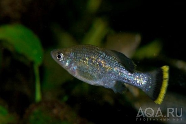 Амека блестящая (Ameca splendens)