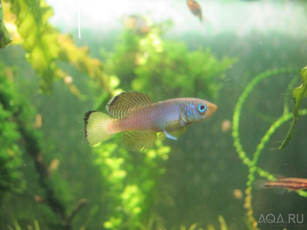 Nothobranchius guentheri blue