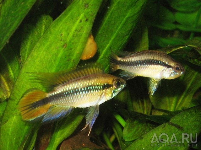 apisto2