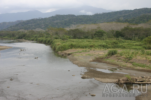 Costa Rica- Croc river