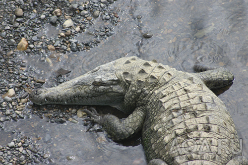 Costa Rica- Croc