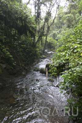 Costa Rica- Jungle river