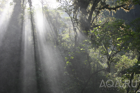 Costa Rica- Jungle