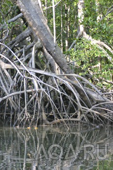 Costa Rica- Roots