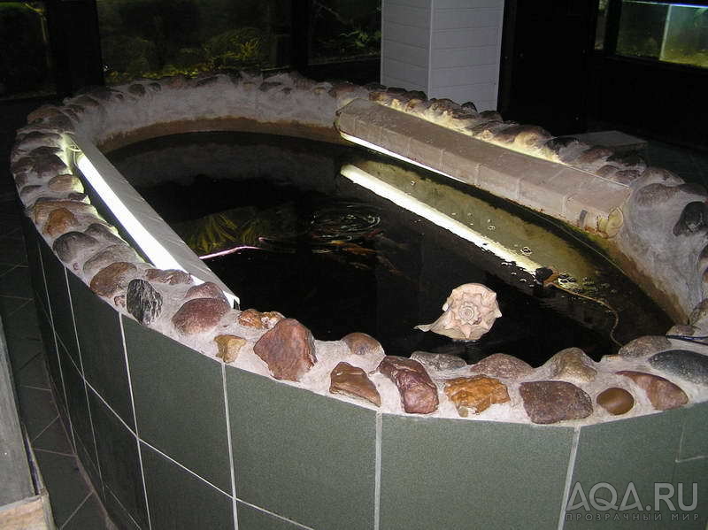 Бассейн с кои Тверского аквариумного музея
