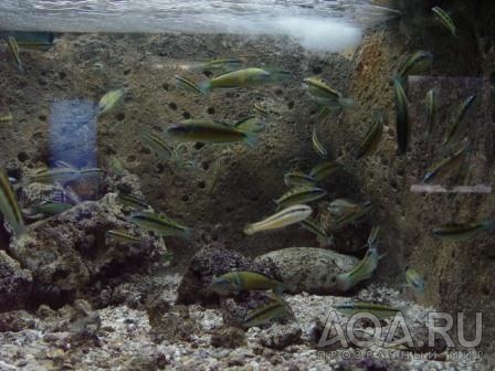 Критский аквариум 2006