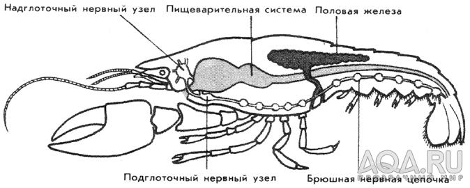 для форума