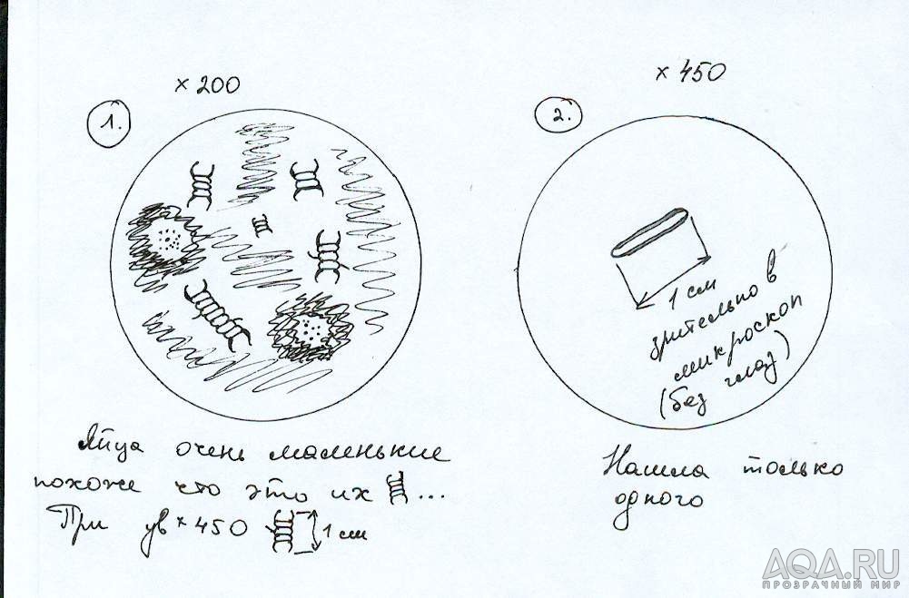 Неизвестные звери