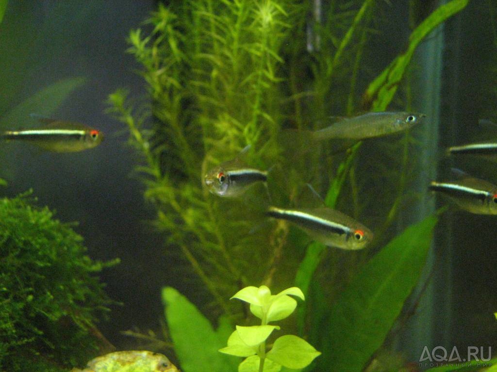 black neon tetra