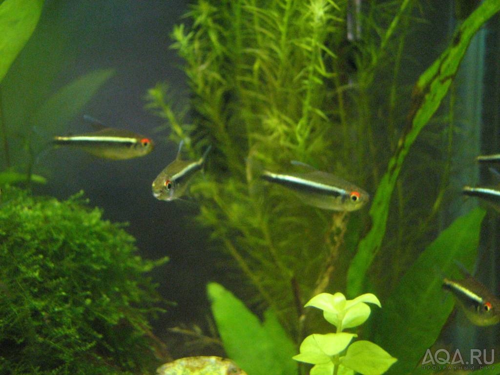 black neon tetra