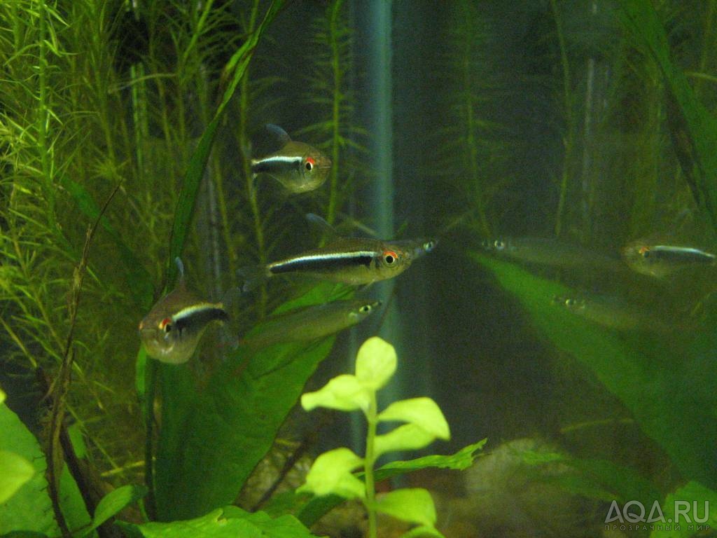 black neon tetra