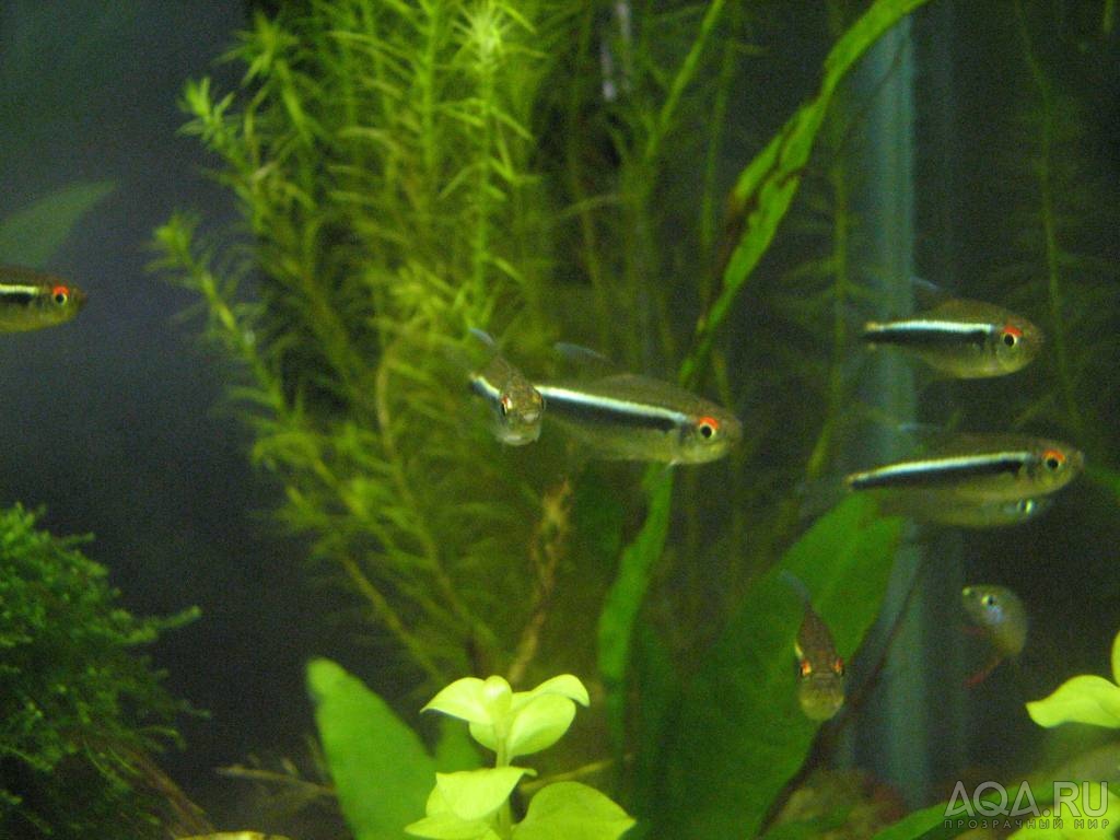 black neon tetra