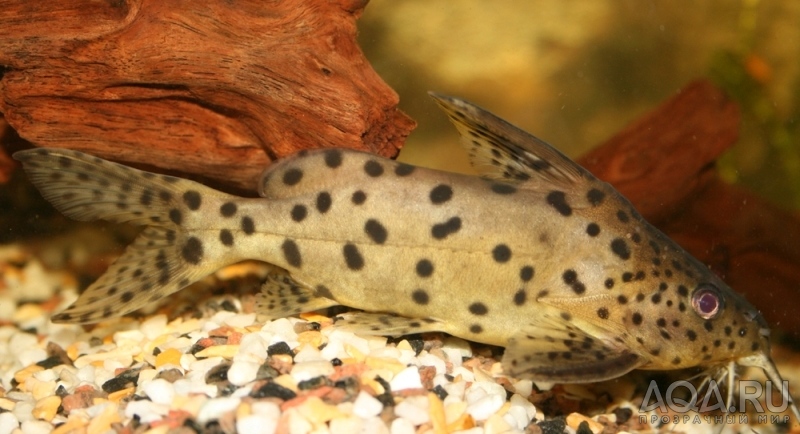 Synodontis