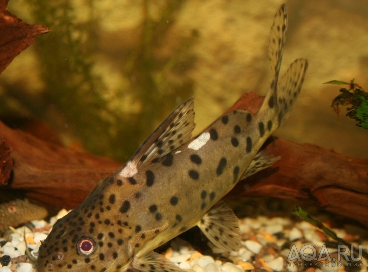 Synodontis