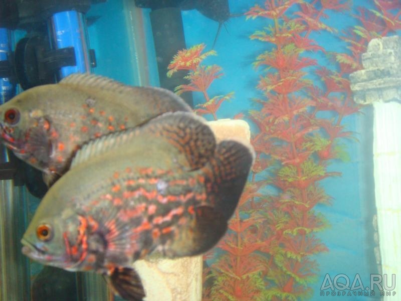 Astronotus