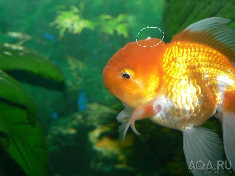 Oranda narost