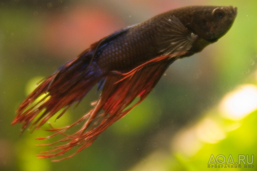 betta1