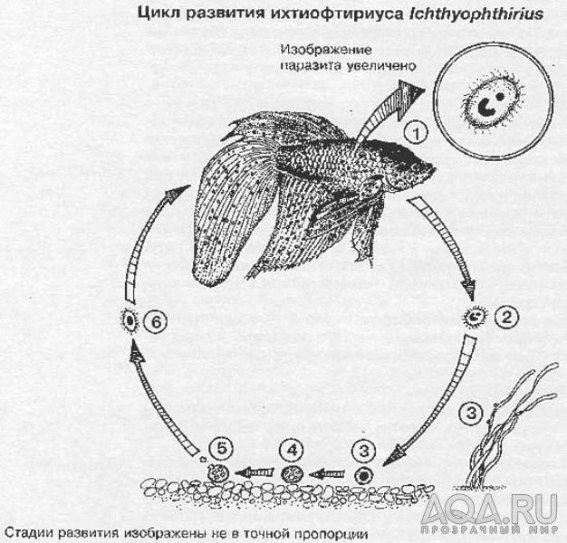 ихтик