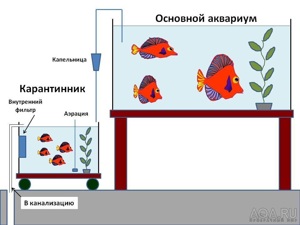 Схема системы для карантина