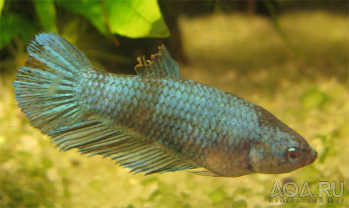 Betta splendens - плавниковая гниль?