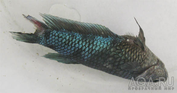 Betta splendens - бактериальная инфекция?