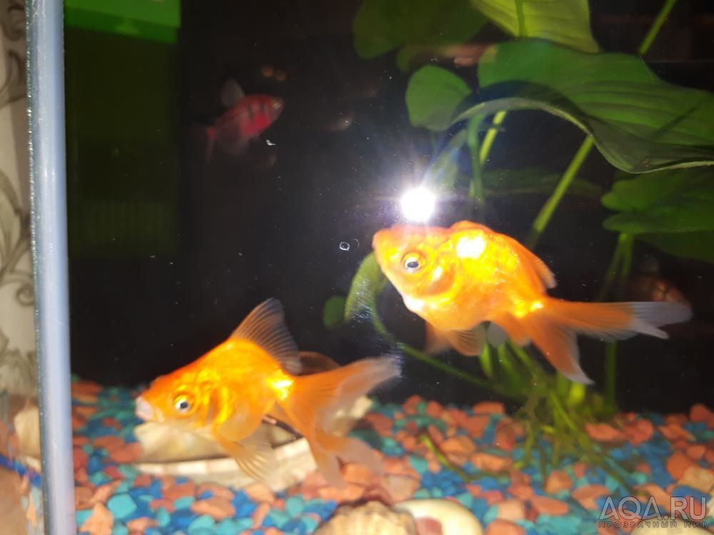 Золотая рыбка с шишками здорова или нет?