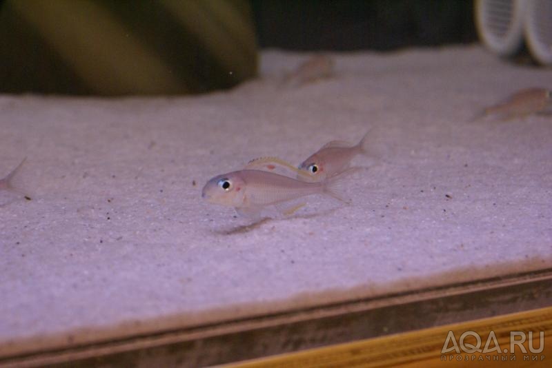 Xenotilapia nigrolabiata 'fire line'