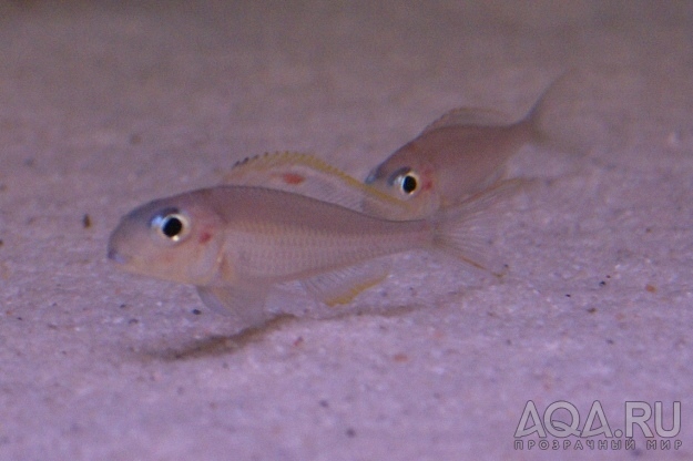 Xenotilapia nigrolabiata 'fire line'