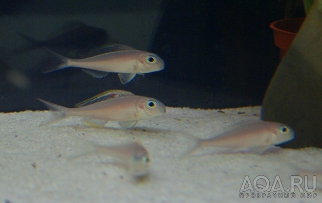 Xenotilapia nigrolabiata 'fire line'