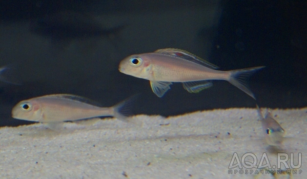 Xenotilapia nigrolabiata 'fire line'