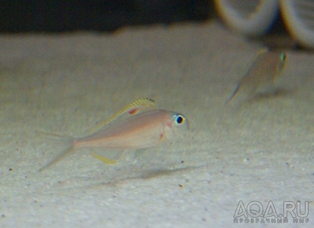 Xenotilapia nigrolabiata 'fire line'